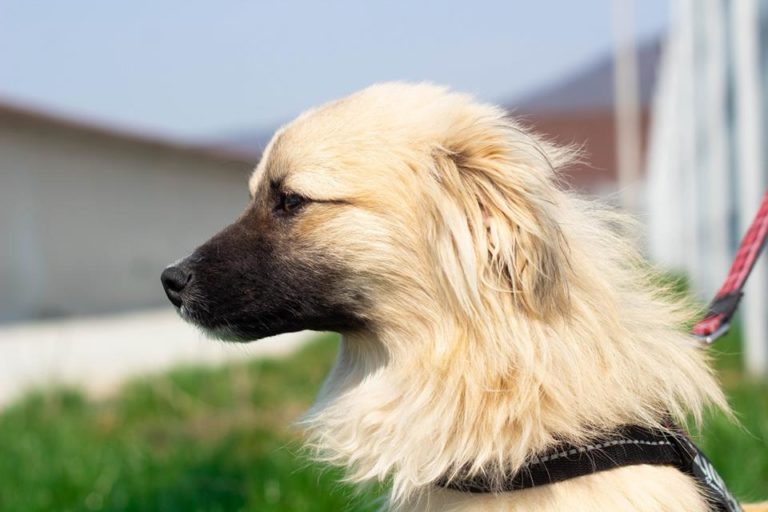 Die Geschichte von "Ein Herz für Streuner e.V." Ein Herz für Streuner