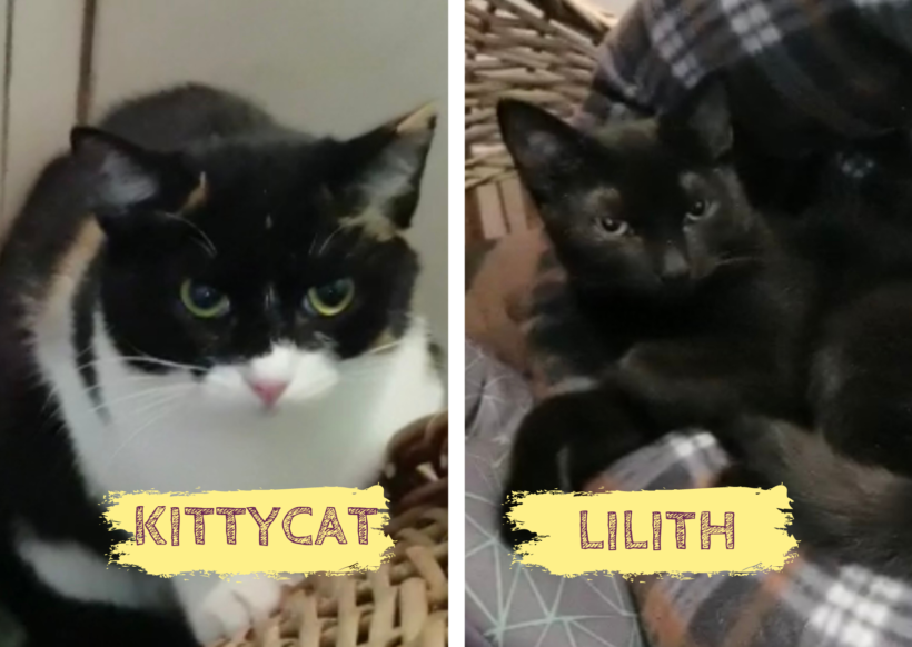 KITTYCAT&LILITH – ca. 8 Monate