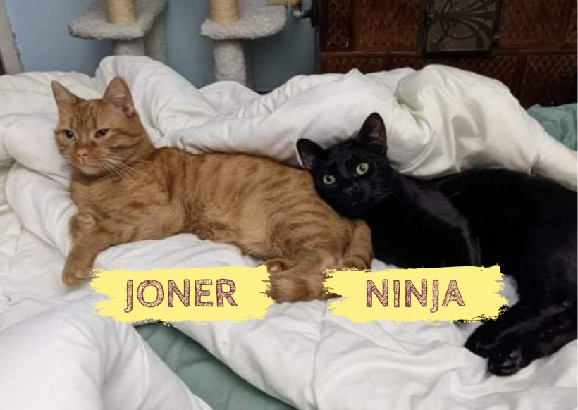 JONER&NINJA – ca. 1 Jahr