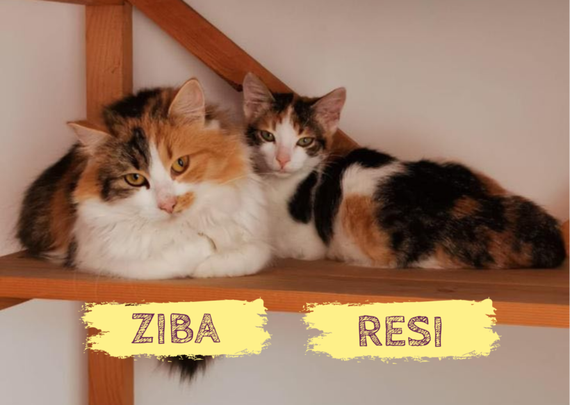 ZIBA&RESI – ca. 1,5 Jahre & 5 Monate