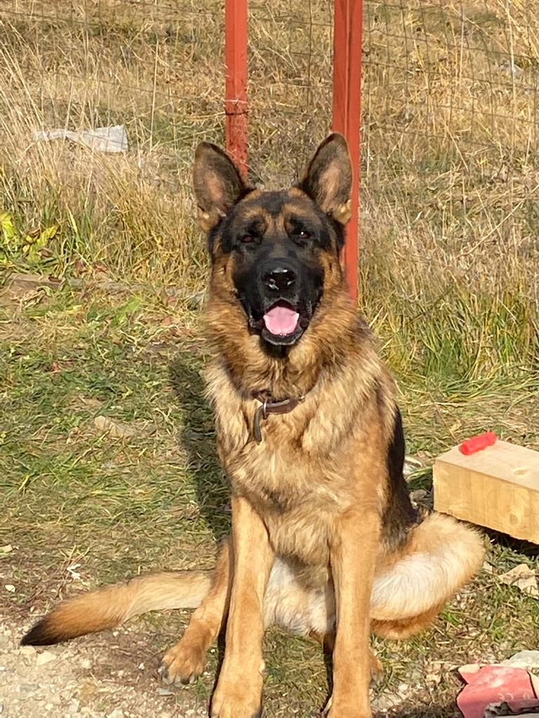 ARMAND ca. 6 Jahre Ein Herz für Streuner