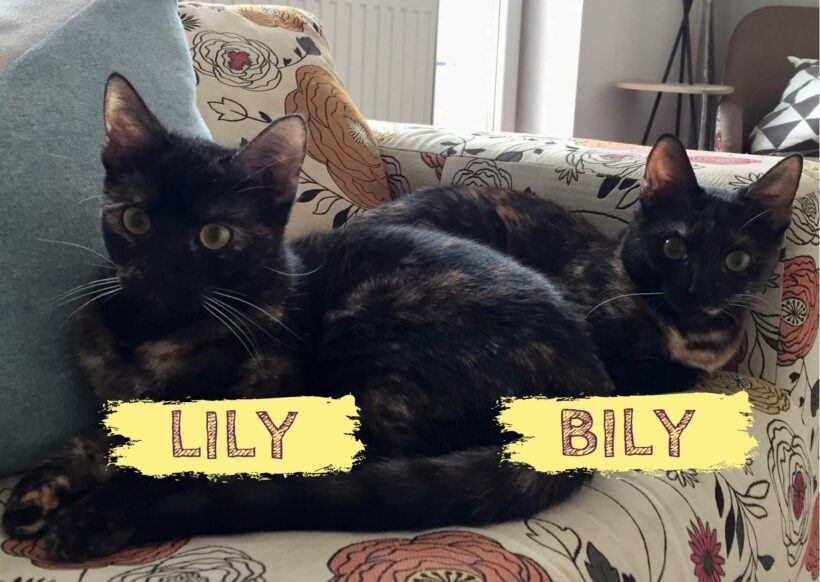 LILY&BILY – ca. 1 Jahr