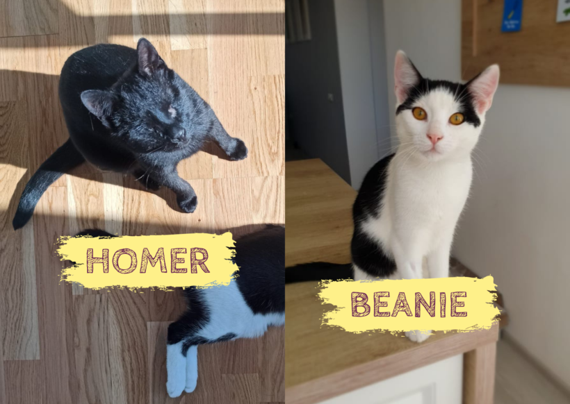 HOMER&BEANIE – ca. 9&7 Monate