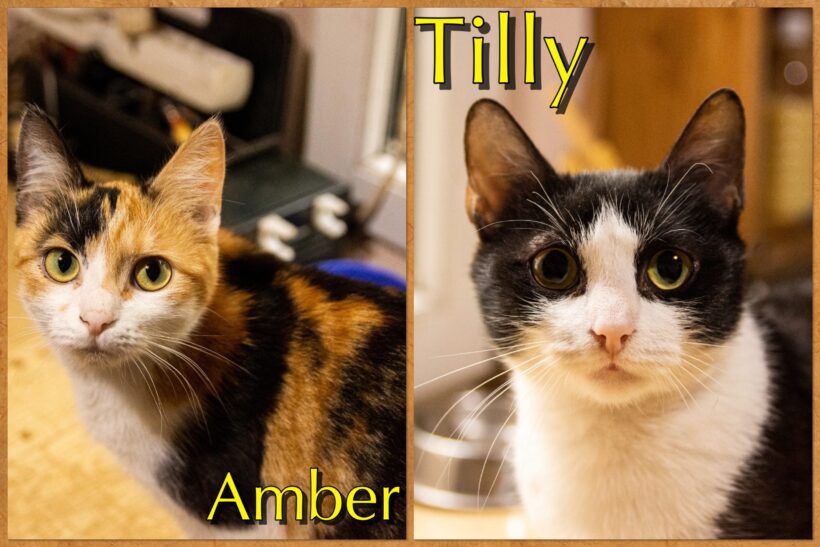 TILLY&AMBER – ca. 7,5 Monate