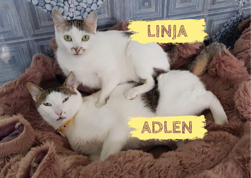LINJA & ADLEN – ca. 3,5 & 1,5 Jahre