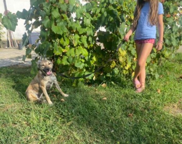 BELLATINKA ca. 8 Monate Ein Herz für Streuner