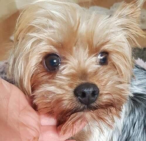 TOBY ca. 23 Jahre Ein Herz für Streuner