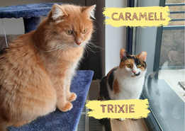 CARAMELL&TRIXIE – ca. 2 + 1,5 Jahre