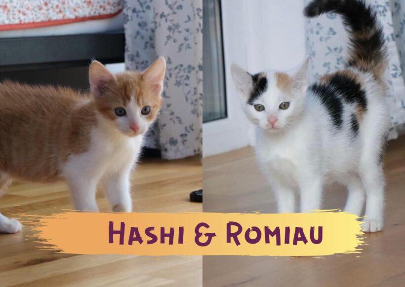 HASHI und ROMIAU – ca. 3 Monate